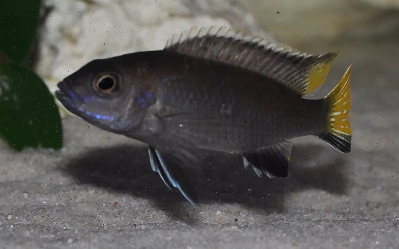 Pseudotropheus elegans 'Itungi'